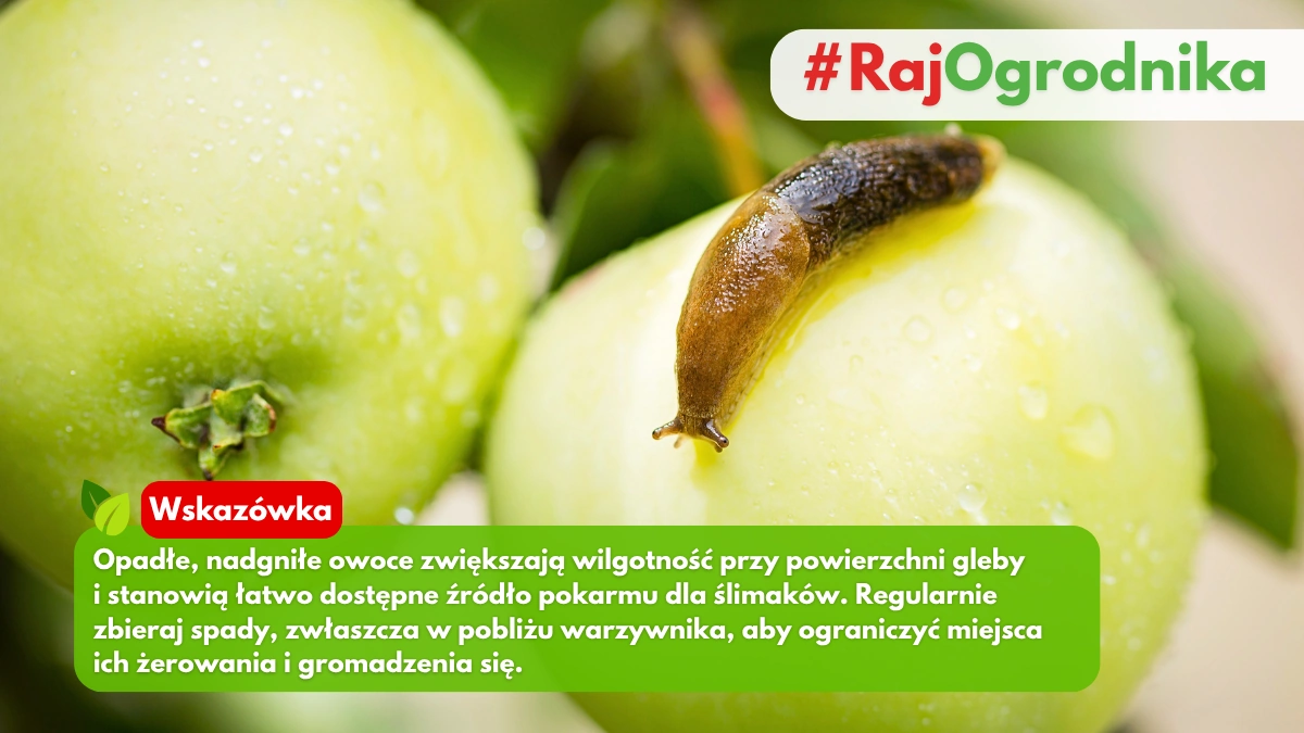 Spady w sadzie mogą stać się pokarmem dla ślimaków blog sklep rajogrodnika